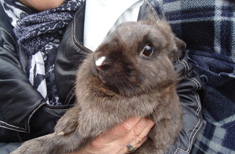 Le lapin Westie