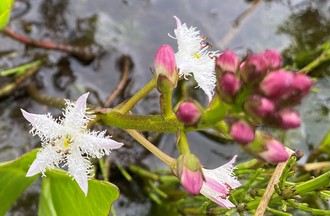 Des fleurs de trèfle d'eau