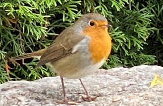 Un rouge-gorge