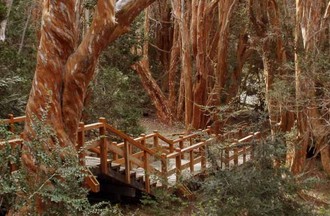 Bariloche forêt arrayanes