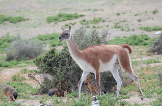 Un guanaco apparenté au lama