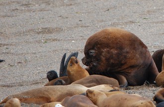 Des lions de mer