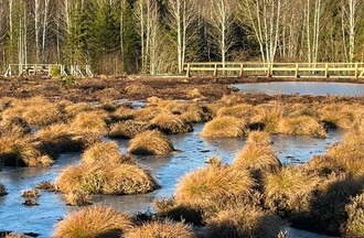 Thème du défi: des marais ou les bords du lac