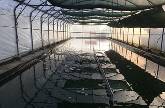 Le serre dans laquelle grandit la spiruline.