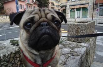 Louis le chien de la race carlin 