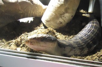 TILIQUA SCINQUE A LANGUE BLEUE