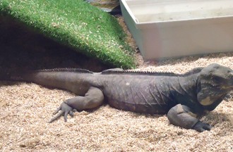 IGUANE RHINOCEROS