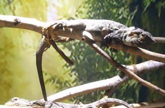  LEZARD A COLLERETTE