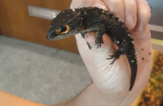 SCINQUE CROCODILE YEUX ROUGES 