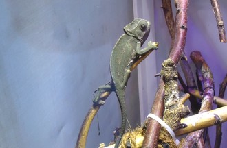 ESMERALDA, UN CAMELEON DU SENEGAL 