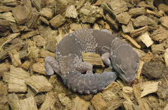 PETIT PIED, UN GECKO A QUEUE GRASSE 