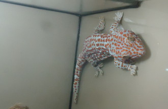 GECKO TOKAY