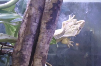  GECKO A CRETE 