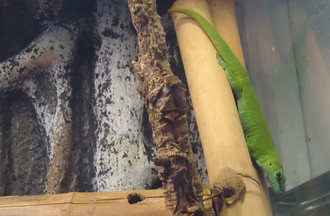 GECKO GEANT DE MADAGASCAR