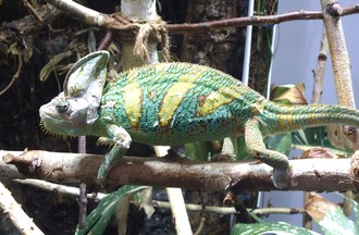 CARLITOS, UN CAMELEON  CASQUE 