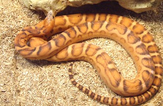 SERPENT DES BLES SANS ECAILLES