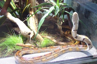    SERPENT DES BLES