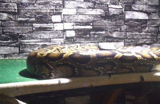 PYTHON MOLURE