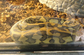   PYTHON TAPIS