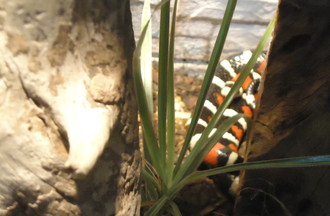 SERPENT ROI DE CHIHUAHUA