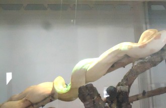 BOA EMPEREUR ALBINOS