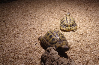 TORTUES D'HERMANN