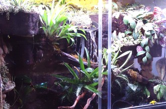 LE TERRARIUM DE LA GRENOUILLE KOKOÏ