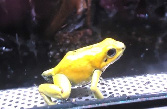  GRENOUILLE KOKOÏ DE COLOMBIE