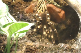 TARANTULE A CHEVEUX BOUCLES