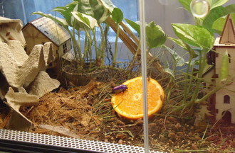 TERRARIUM DES CLOPORTES 