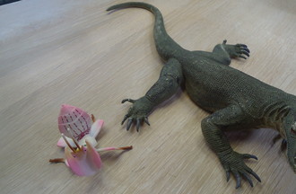 UNE MANTE ORCHIDEE ET UNE ESPECE DE LEZARD