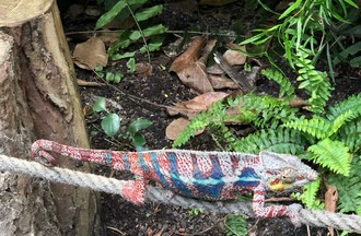 THEME DU DEFI: DES REPTILES