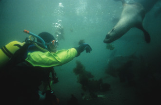 Extraordinaire plongée en combinaison étanche à la rencontre des otaries