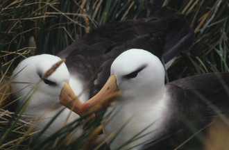Deux albatros qu'il a pris en photo à Bird Island 