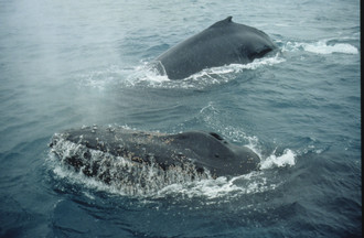 Deux baleines leur ont offert un show extraordinaire