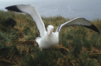 Un albatros géant pouvant atteindre 3,50m. d'envergures 