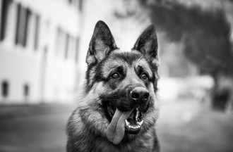 Saiko, photo de Miguel