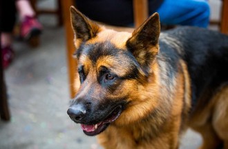 Saiko, photo de Miguel