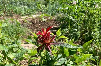 La Photo gagnante du défi choisie par Valérie: c'est une monarde