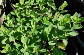 Thème du défi: des plantes médicinales
