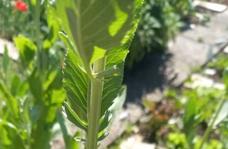 Photo du défi