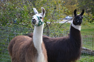Deux des lamas présents au Musée paysan de La Chaux-de-Fonds.