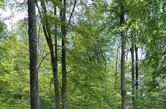 Pierre à glisse forêt du Devens