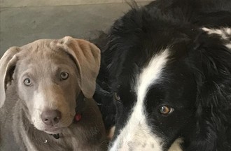 Leurs chiens Keena et Tikou
