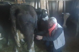 Nous devions traire une vache