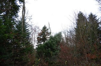 541699.jpg