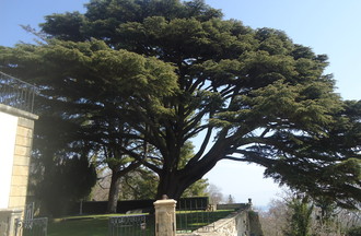 Le majestueux cèdre du Liban