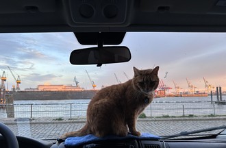 Hambourg, leur chat Chatran