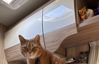 Leur chat Chatran était du voyage
