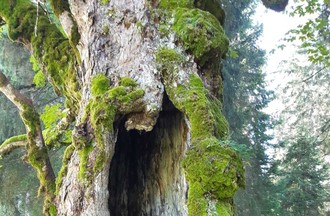 L'arbre que Claude aime voir chaque année